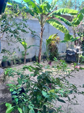 Garden - Garden Lodge Hotel (Placencia)