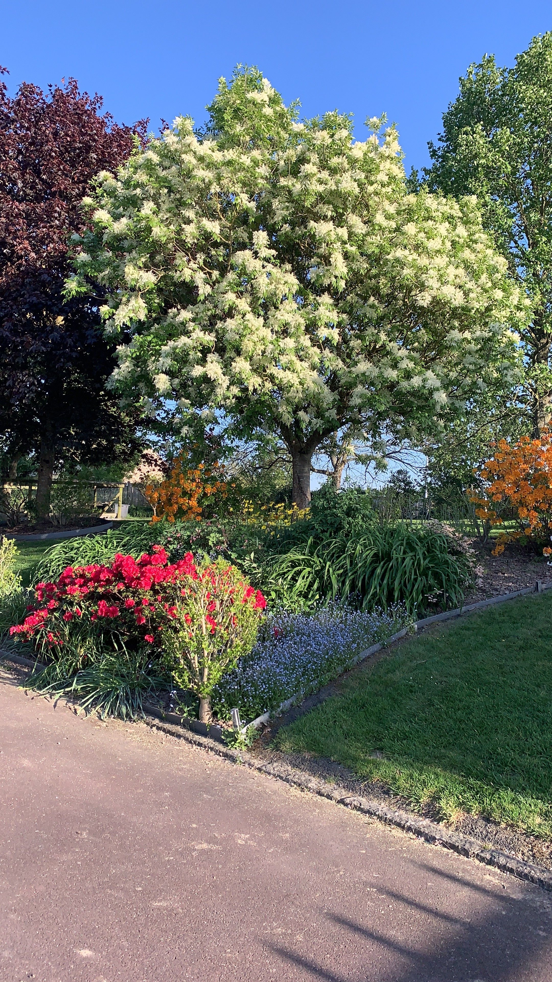 Un giardino con diverse piante fiorite e alberi.