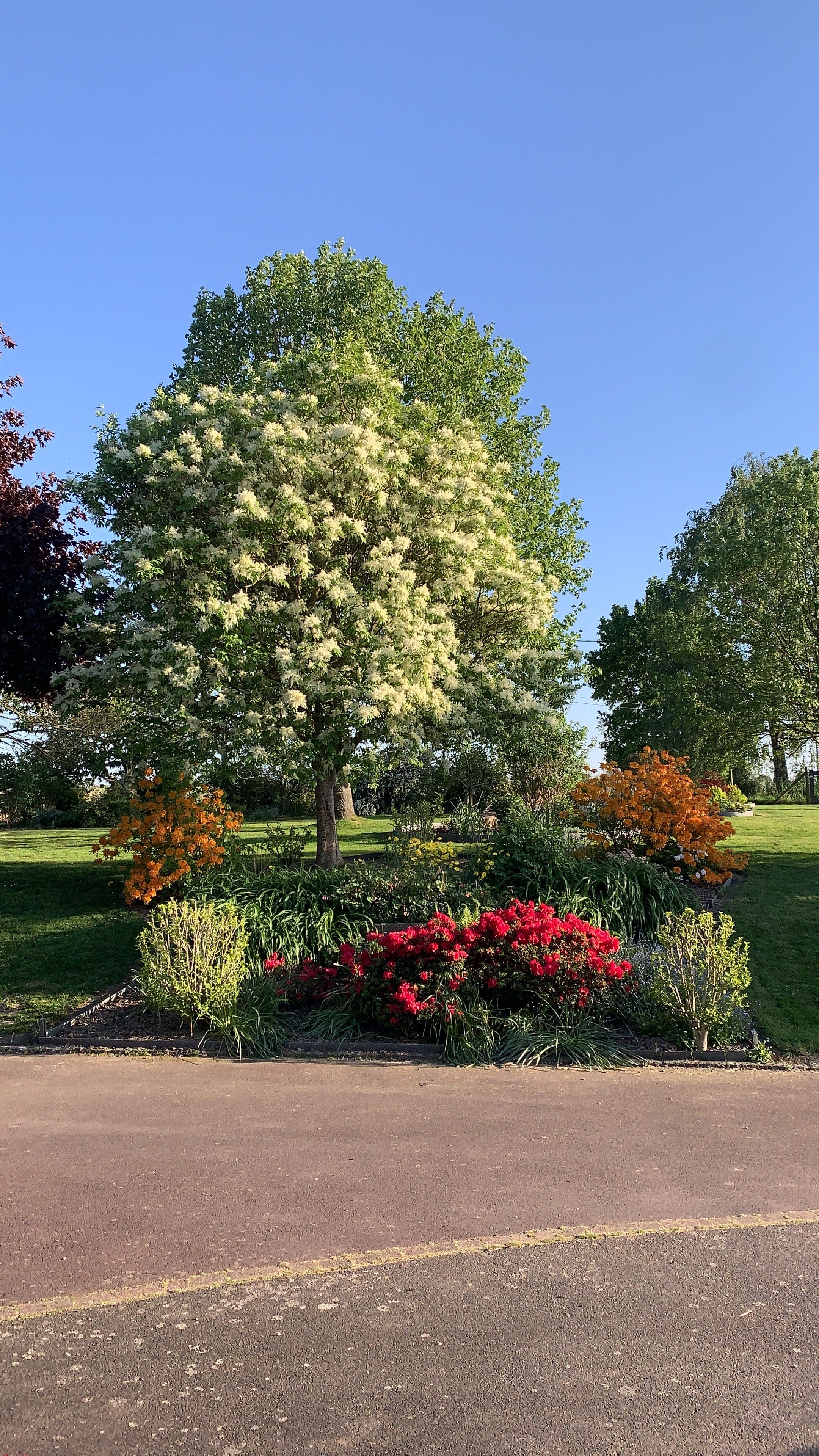 A tree with white flowers and a variety of colorful shrubs in a landscaped area.