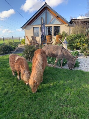 Ein Haus mit einem geneigten Dach, einem eingezäunten Garten und zwei weidenden Pferden.