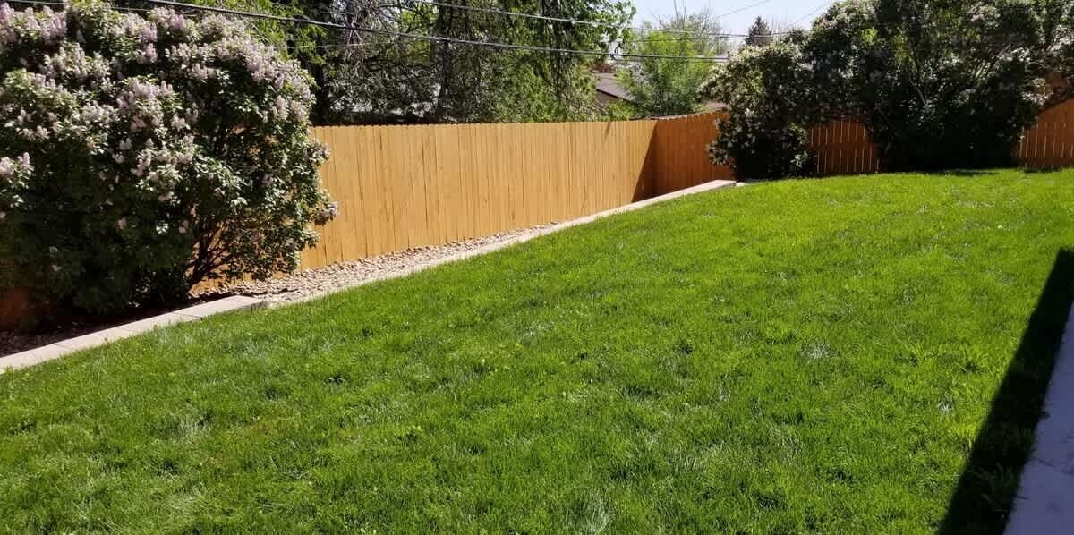 A well-maintained lawn with a wooden fence and a bush.