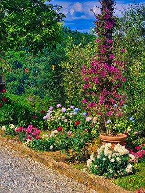 A garden with a variety of flowering plants and a tree in a pot.