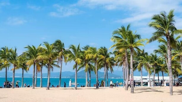 Ein Strand mit Palmen, wolkenlosem Himmel und ruhiger See.