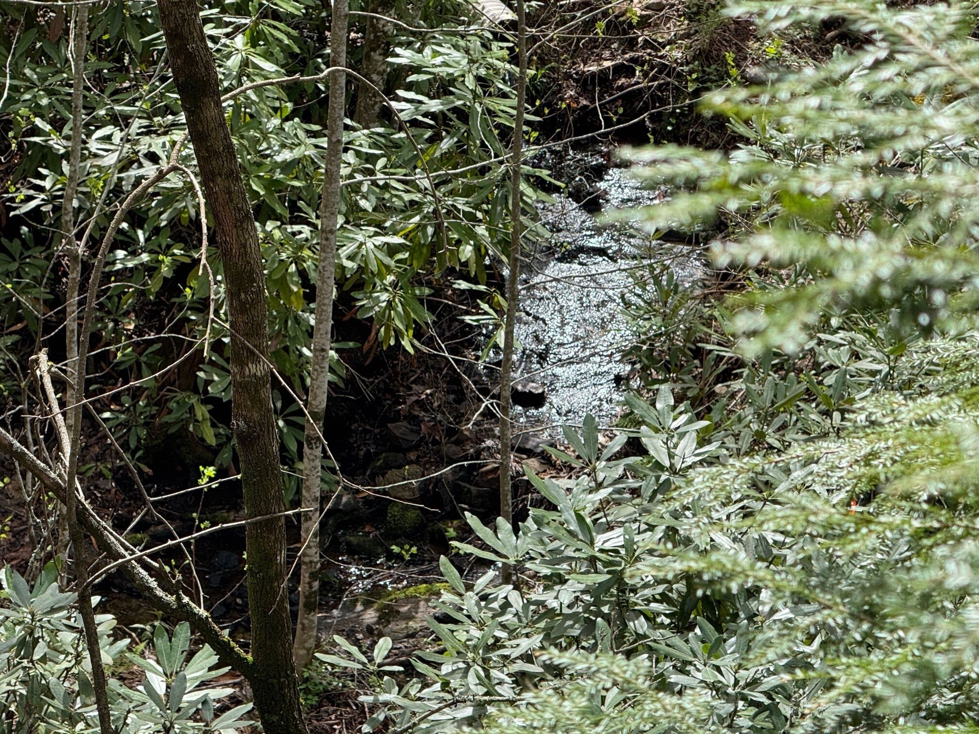 A natural scene with a stream flowing through a forested area.
