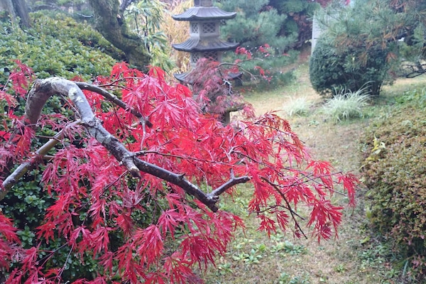 Japanese garden