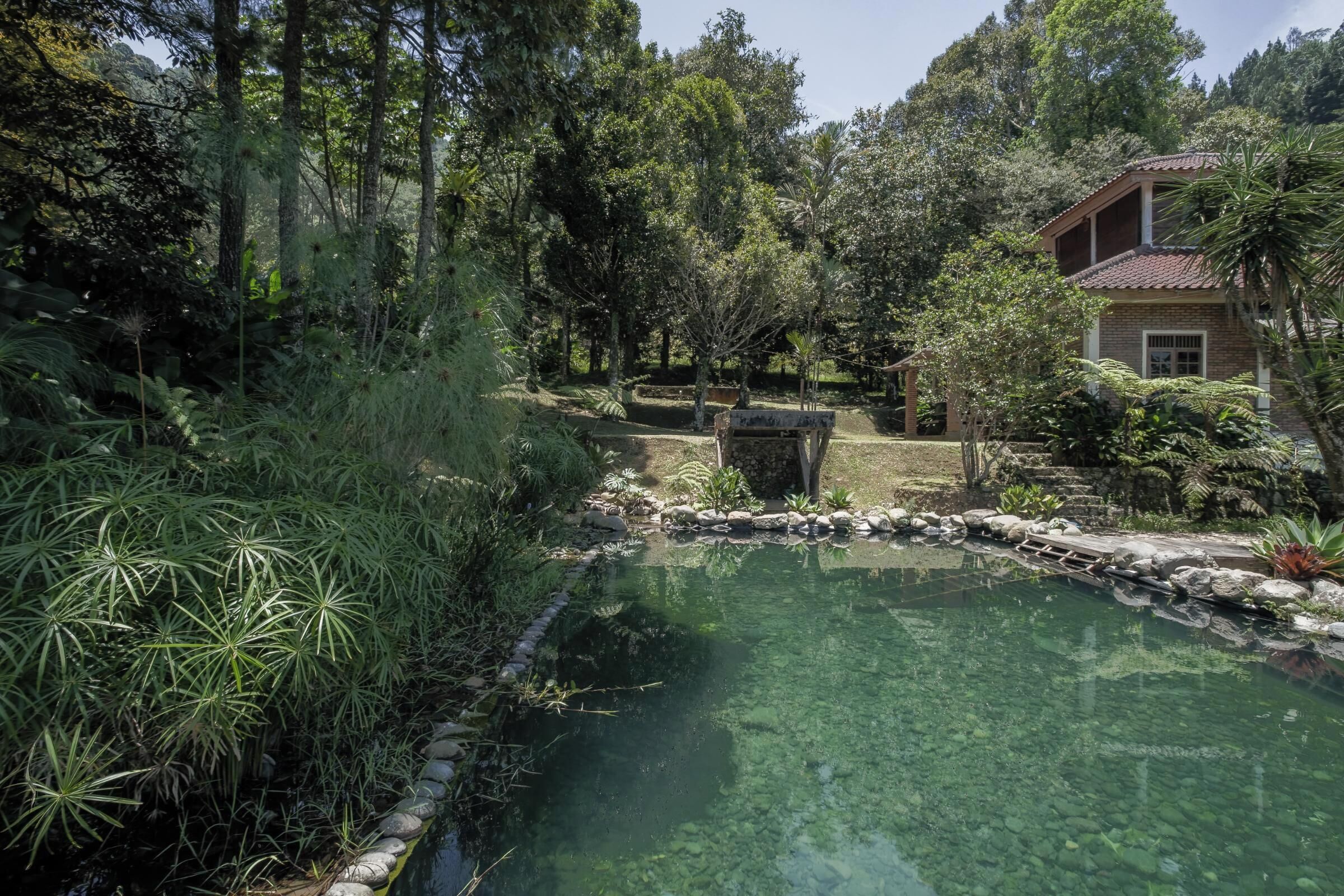 A clear pond surrounded by dense vegetation and a house with a tiled roof.