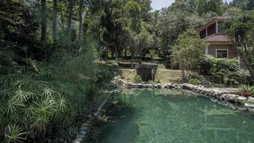A clear pond surrounded by dense vegetation and a house with a tiled roof.