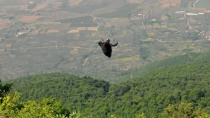 Een paraglider vliegt boven een landschap met velden en een bebost gebied.
