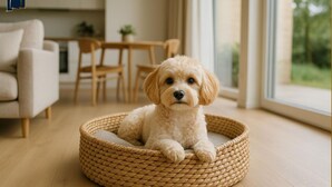 Un petit chien au pelage duveteux, installé dans un panier tressé, se trouve dans un salon moderne avec un plancher en bois, un canapé et, au fond, un coin repas.
