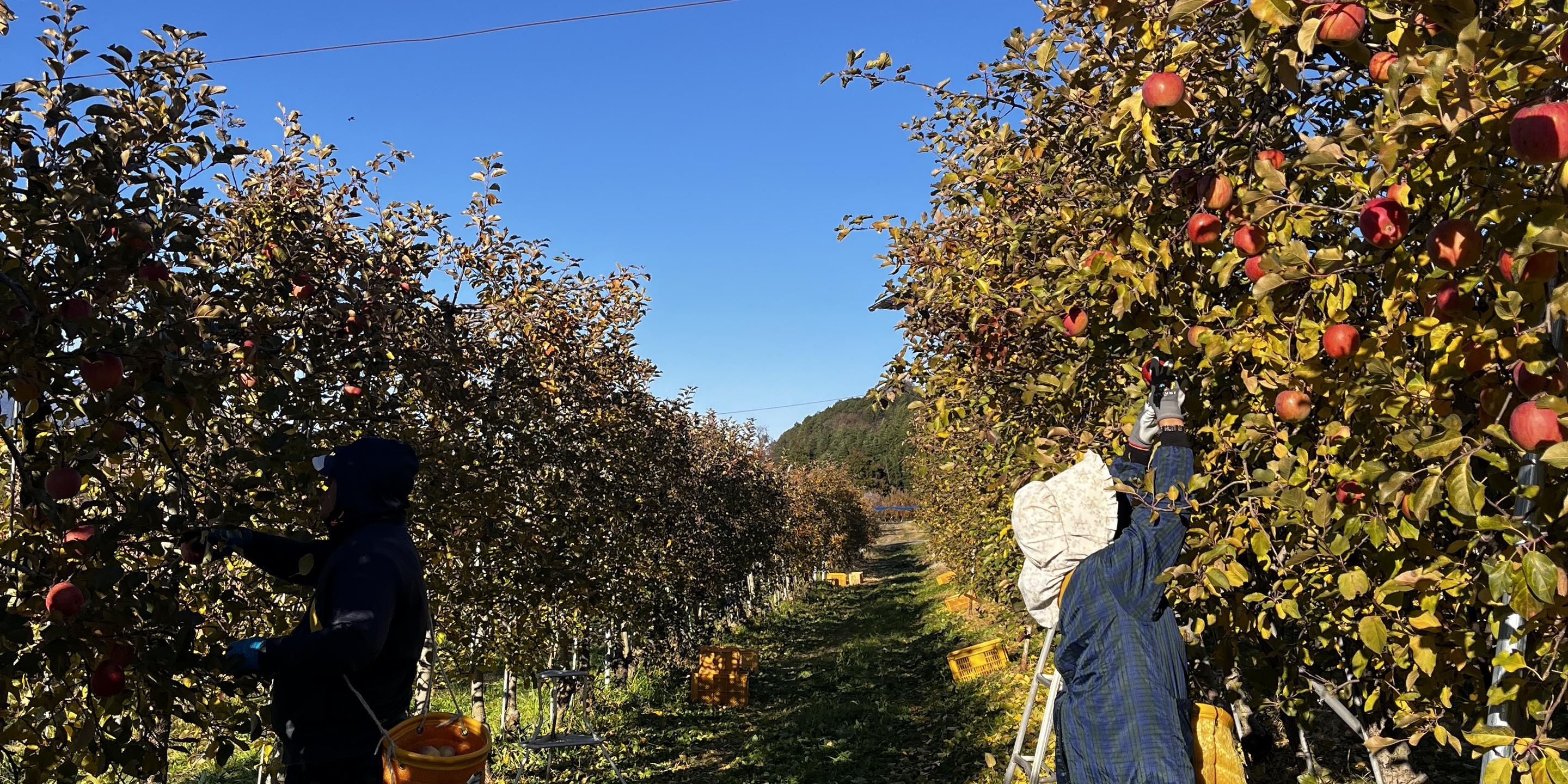 Un sendero atraviesa un huerto con árboles frutales.