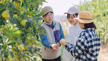 Three people in an orchard, one holding a yellow fruit.