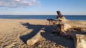Una playa arenosa con ramas de madera a la orilla y un cielo azul despejado.