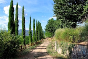 Un sendero de tierra flanqueado por cipreses altos y un muro de piedra, que conduce hacia un paisaje montañoso.