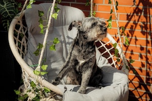Ein Hund sitzt in einem Korbsessel vor einer Backsteinmauer.