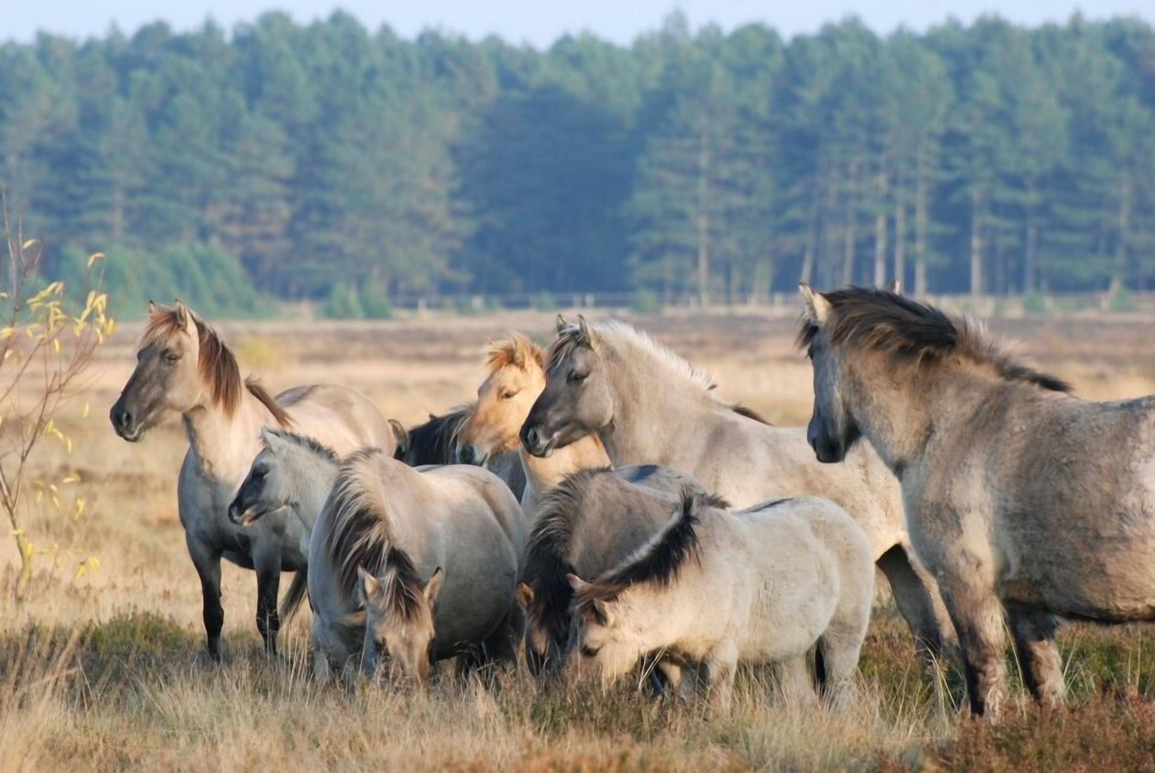 Un groupe de chevaux dans un champ, avec une forêt en arrière-plan.