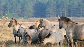 Un groupe de chevaux dans un champ, avec une forêt en arrière-plan.