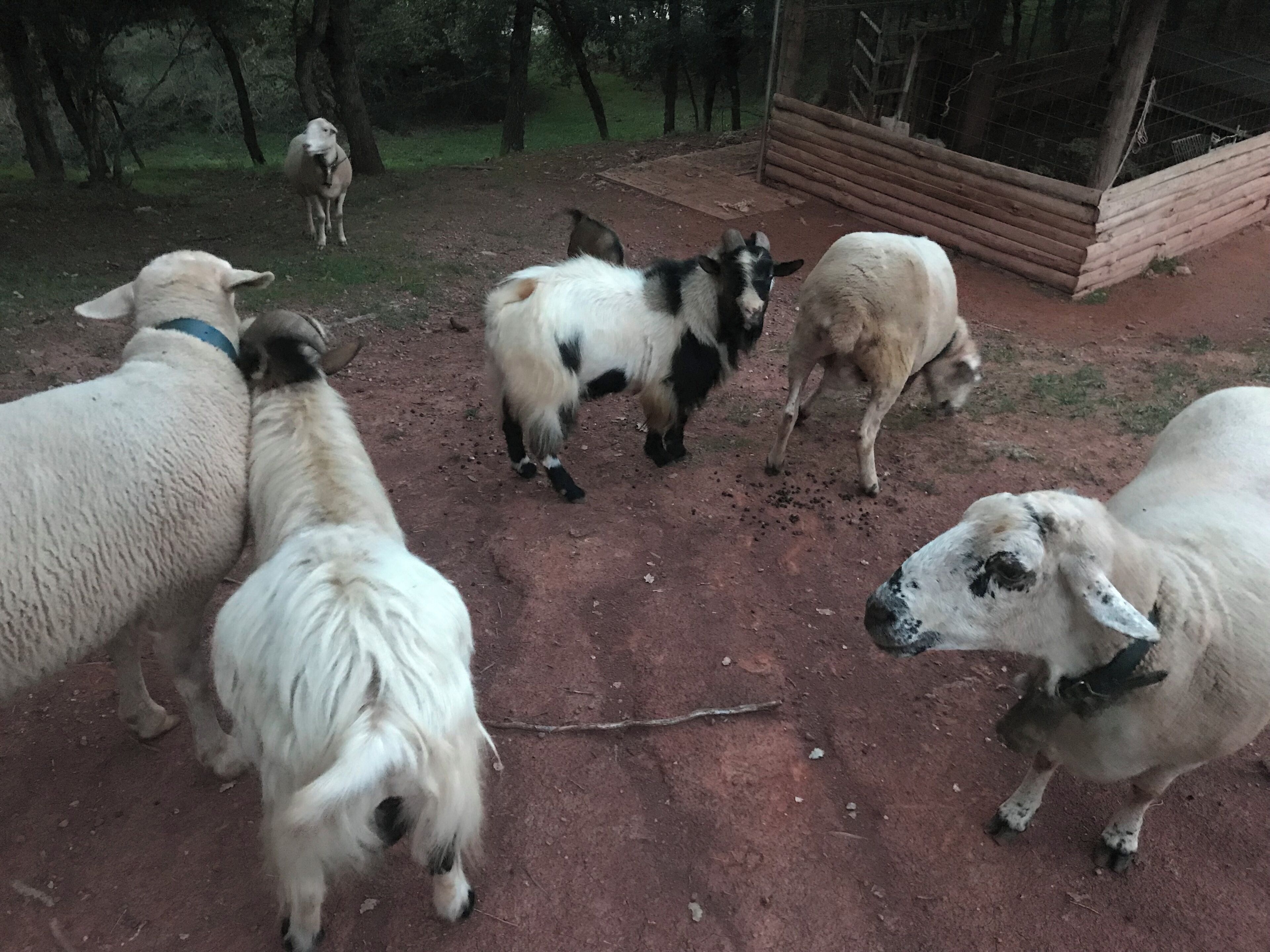 A group of sheep in a fenced outdoor area with a dirt ground and trees in the background.