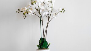 A potted white orchid on a wooden cabinet with two woven doors, a radio, and a framed picture on the wall. - BM-Style Parisien a Republique (Paris)
