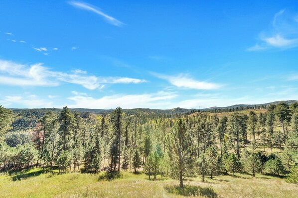 A forested landscape with a clear sky. - Whiskey Mountain- What a view! (Lead)