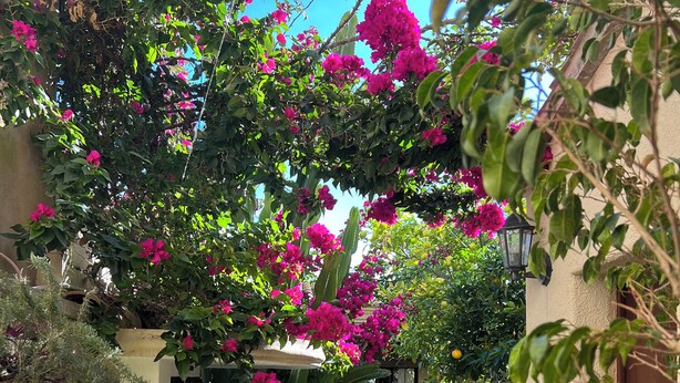 Un patio con plantas en macetas, un sendero de piedra y la entrada de un edificio.