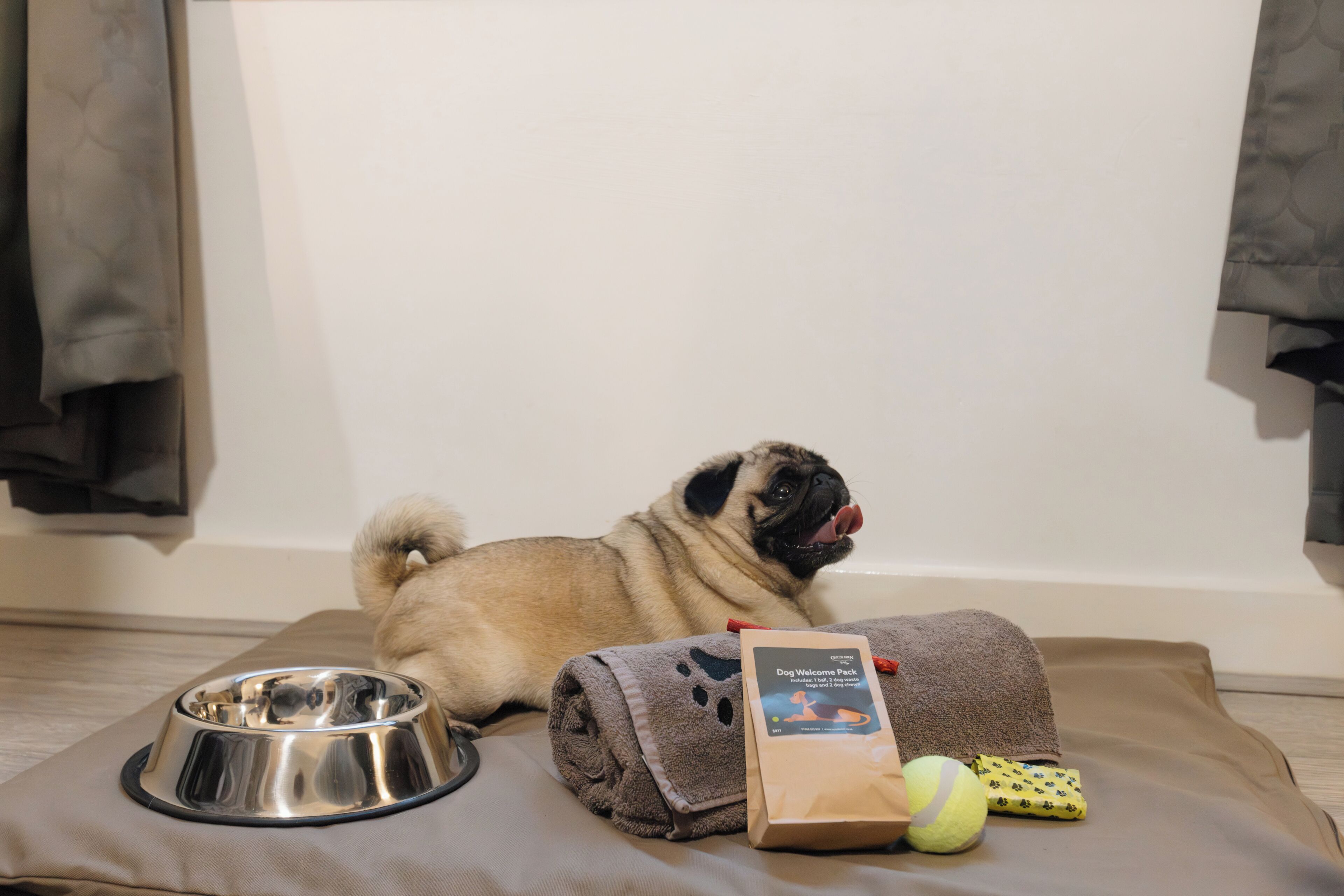 A pug lying on a bed with a metal bowl, a towel, a welcome pack, and a tennis ball.