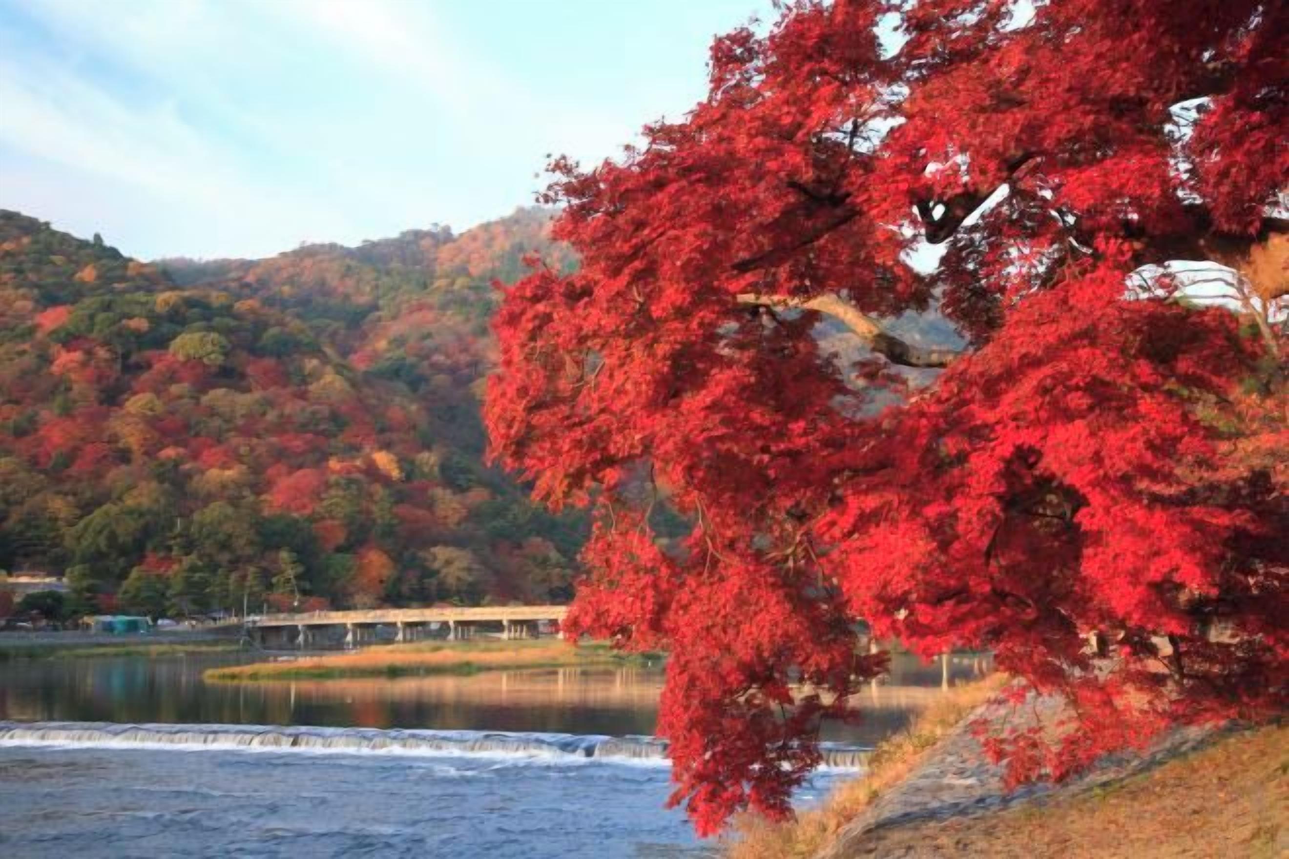 A lake with a red maple tree in the foreground and a bridge in the background.