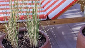 Cadeiras de descanso com almofadas listradas e plantas em vasos em primeiro plano.