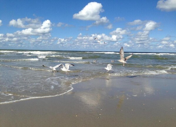 House | View from property - Modern Retreat Near Beach ('s-Gravenzande)