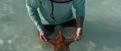 A person holding a starfish in clear shallow water.