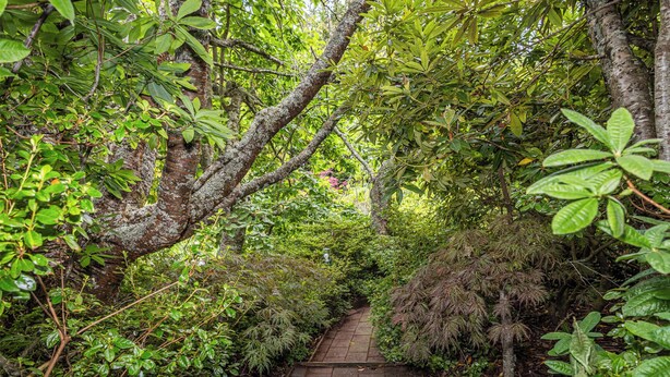 Un sendero estrecho rodeado de follaje y árboles frondosos.