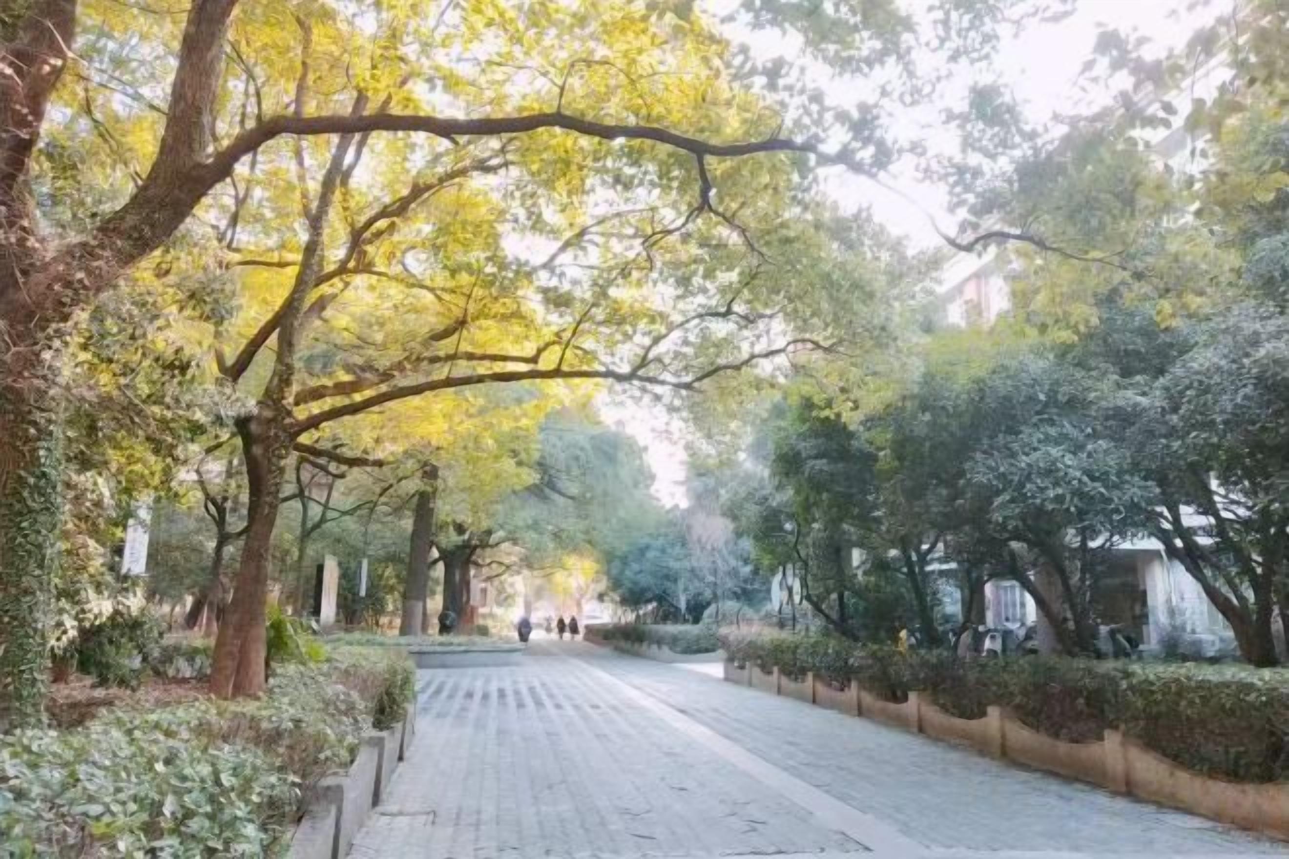 Un camino bordeado de árboles con superficie pavimentada que lleva a la entrada de un edificio.