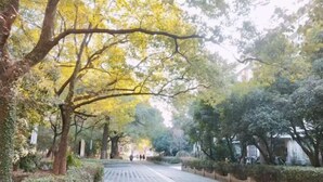 Un camino pavimentado bordeado de árboles y arbustos, que lleva a un edificio a lo lejos.