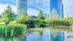 Un paisaje urbano moderno con rascacielos, un estanque con nenúfares y una zona de parque.