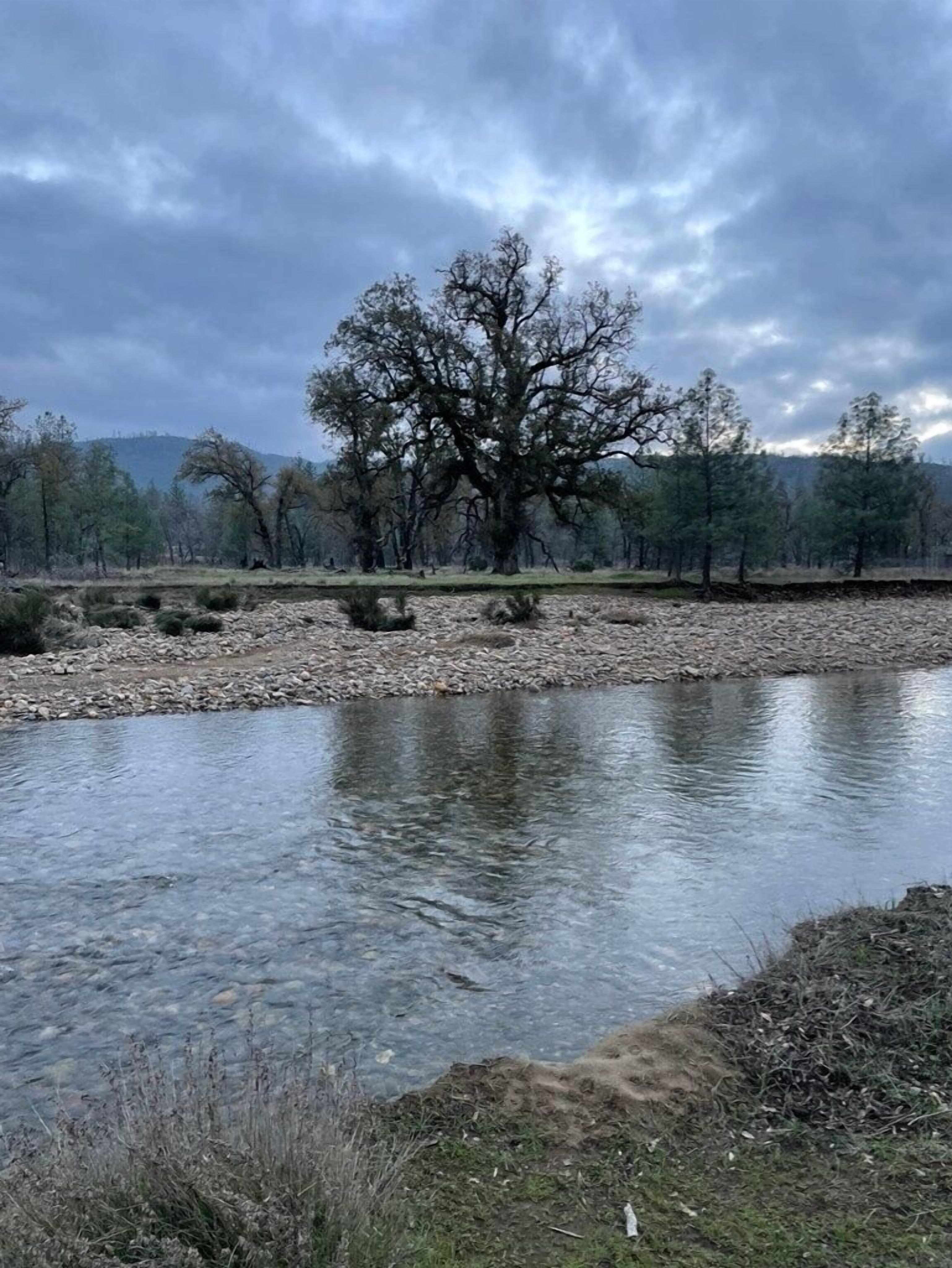 Ein Fluss mit einem großen Baum in der Mitte, umgeben von bewaldetem Gebiet.