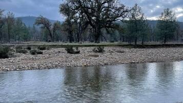 Ein Fluss mit einem großen Baum in der Mitte, umgeben von bewaldetem Gebiet.