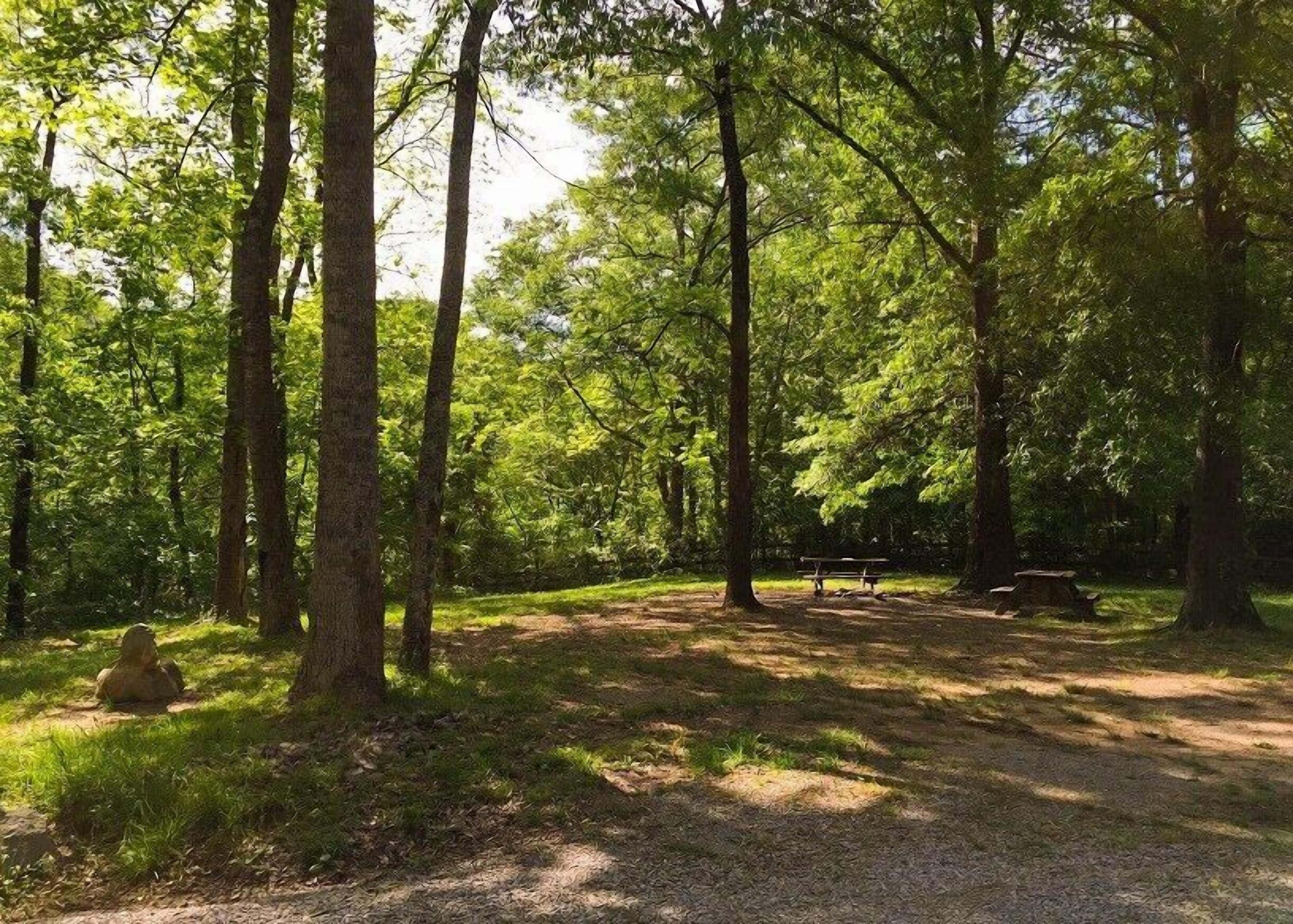 Een bebost gebied met een picknicktafel en een bank.