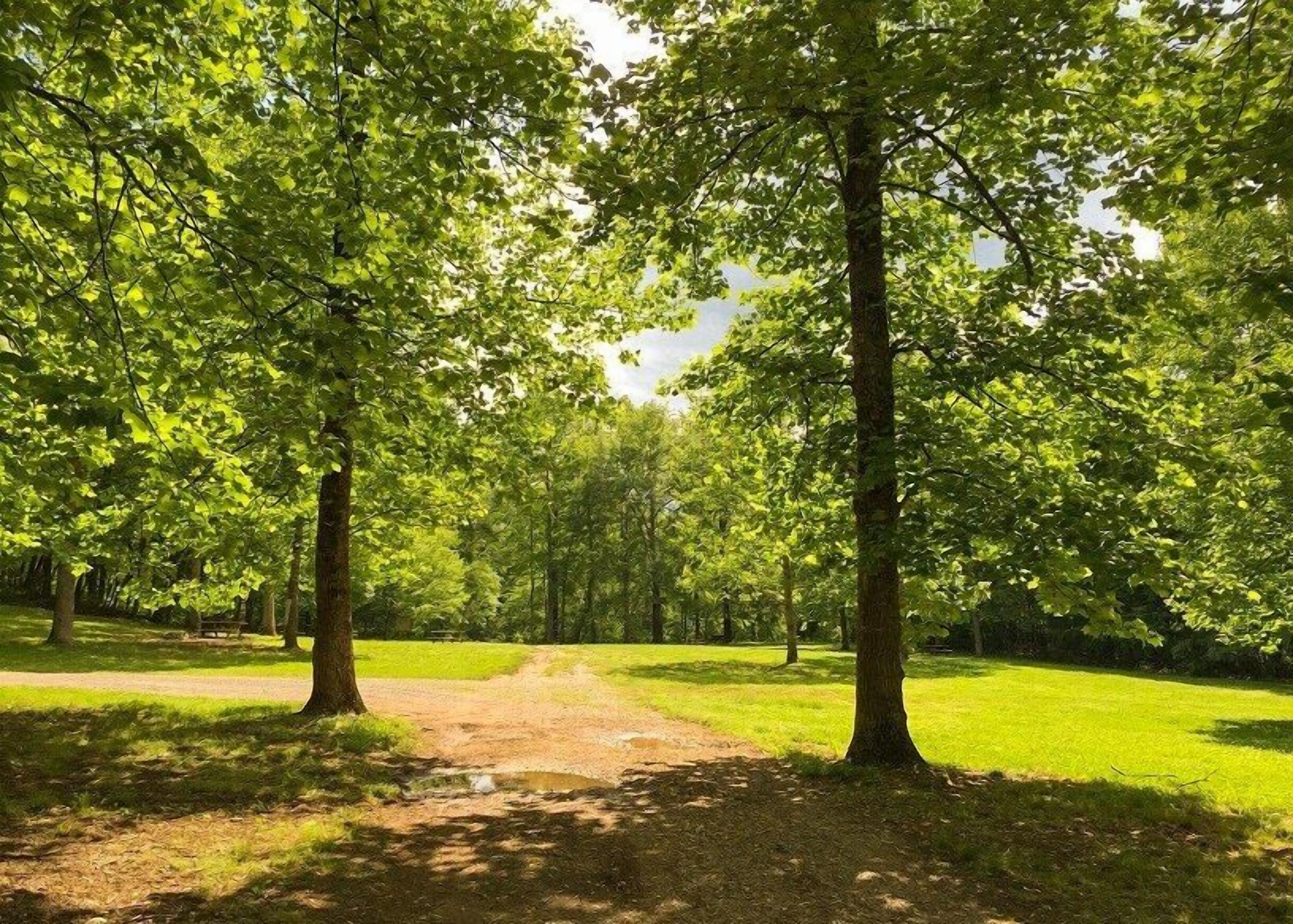 A pathway through a park with trees on either side.