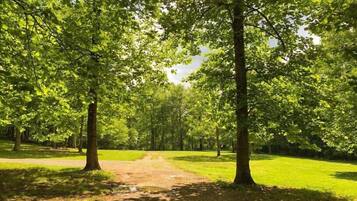 A pathway through a park with trees on either side.