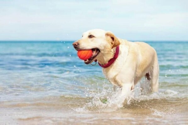Un perro con una pelota en la boca corriendo por agua poco profunda.