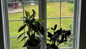 Vista a través de un amplio ventanal con dos plantas en macetas sobre una mesa de madera.
