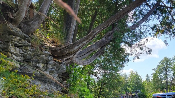 Un muelle de madera se extiende sobre aguas tranquilas, rodeado de exuberante vegetación y un muro de piedra.