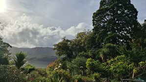 Un rigoglioso giardino con diverse piante e alberi, un vialetto e una panchina.