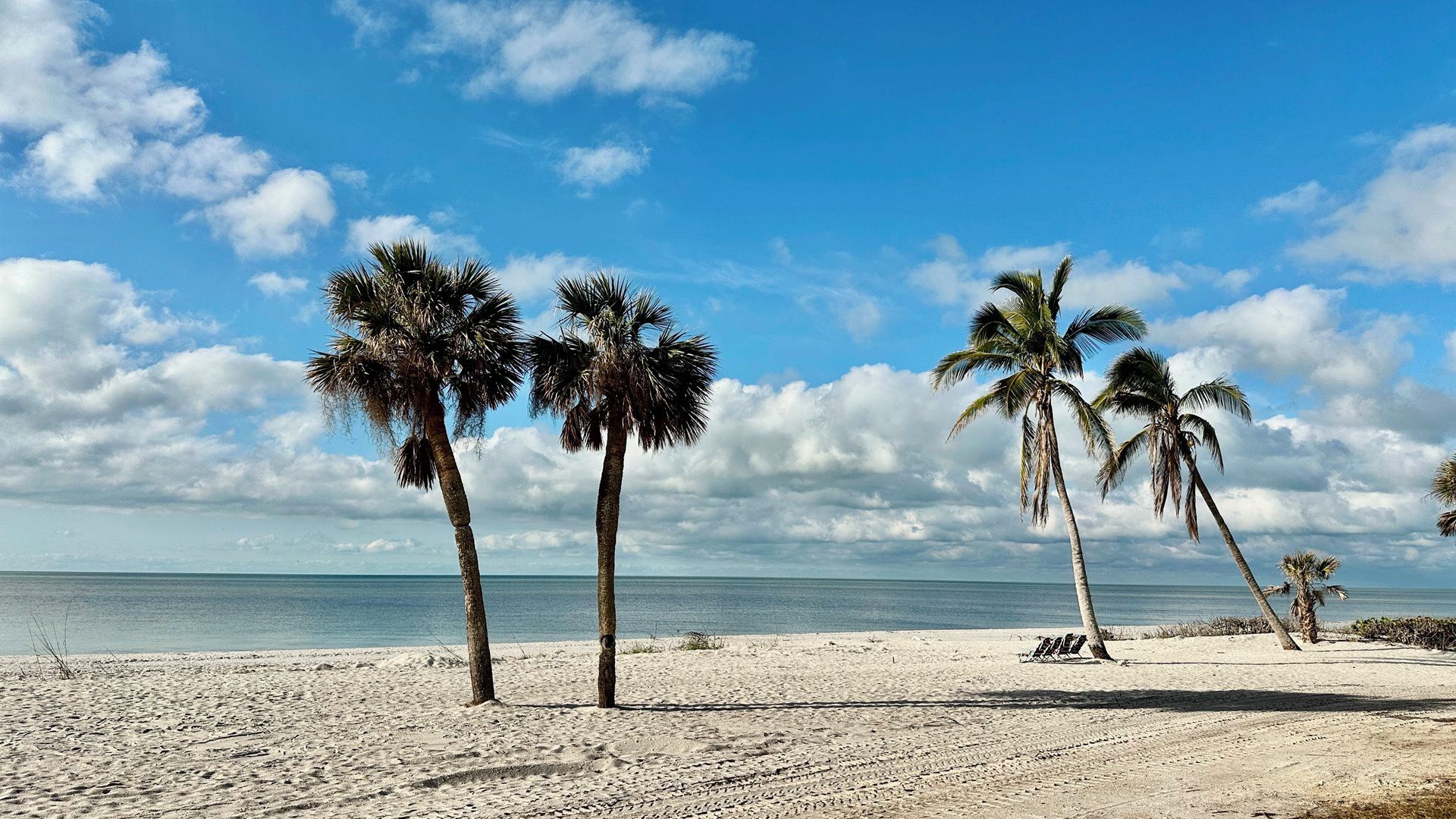 A beach with palm trees and a clear sky.
