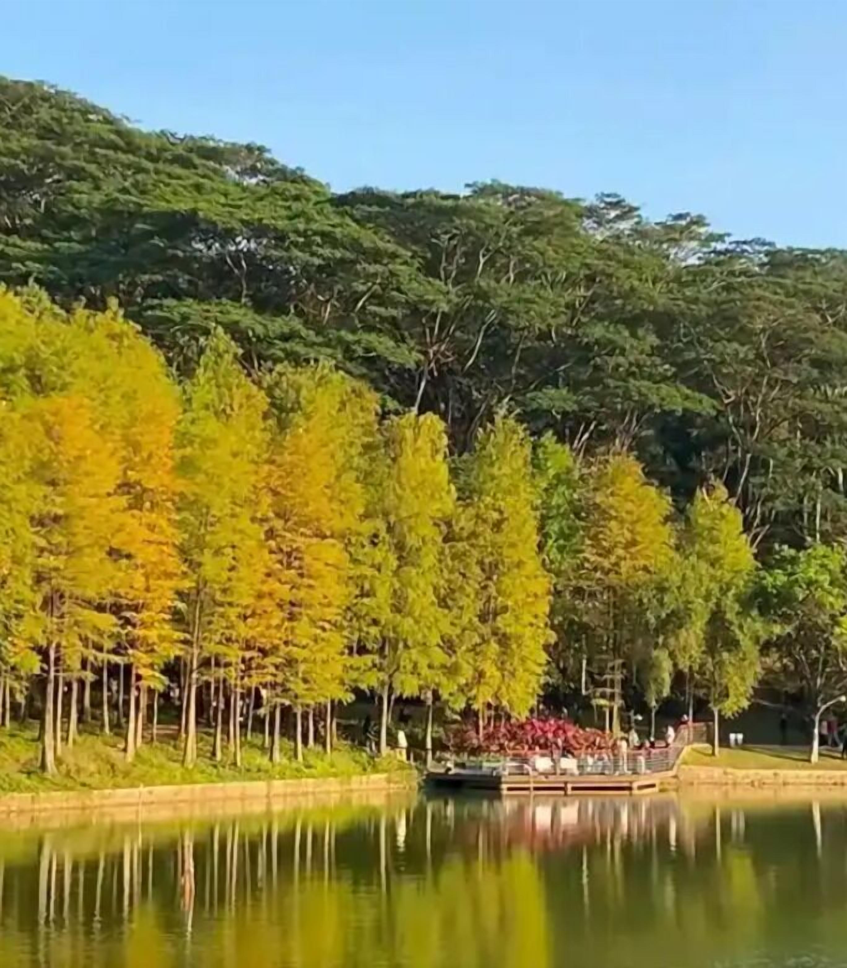 Un parc tranquil al costat d'un llac, amb un moll per a barques, envoltat de boscos densos i un cel blau.