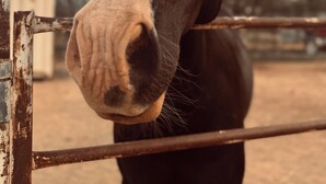Un gros plan de la tête d’un cheval, avec une bande blanche sur son museau, pris derrière une clôture en métal.
