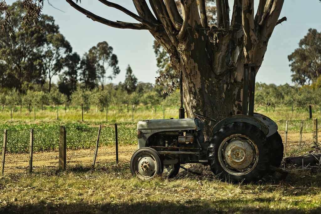 Un tracteur est coincé sous un grand arbre, au milieu d’un champ.
