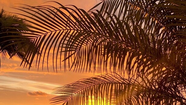 A swimming pool with a sunset view, surrounded by palm trees and lounge chairs.