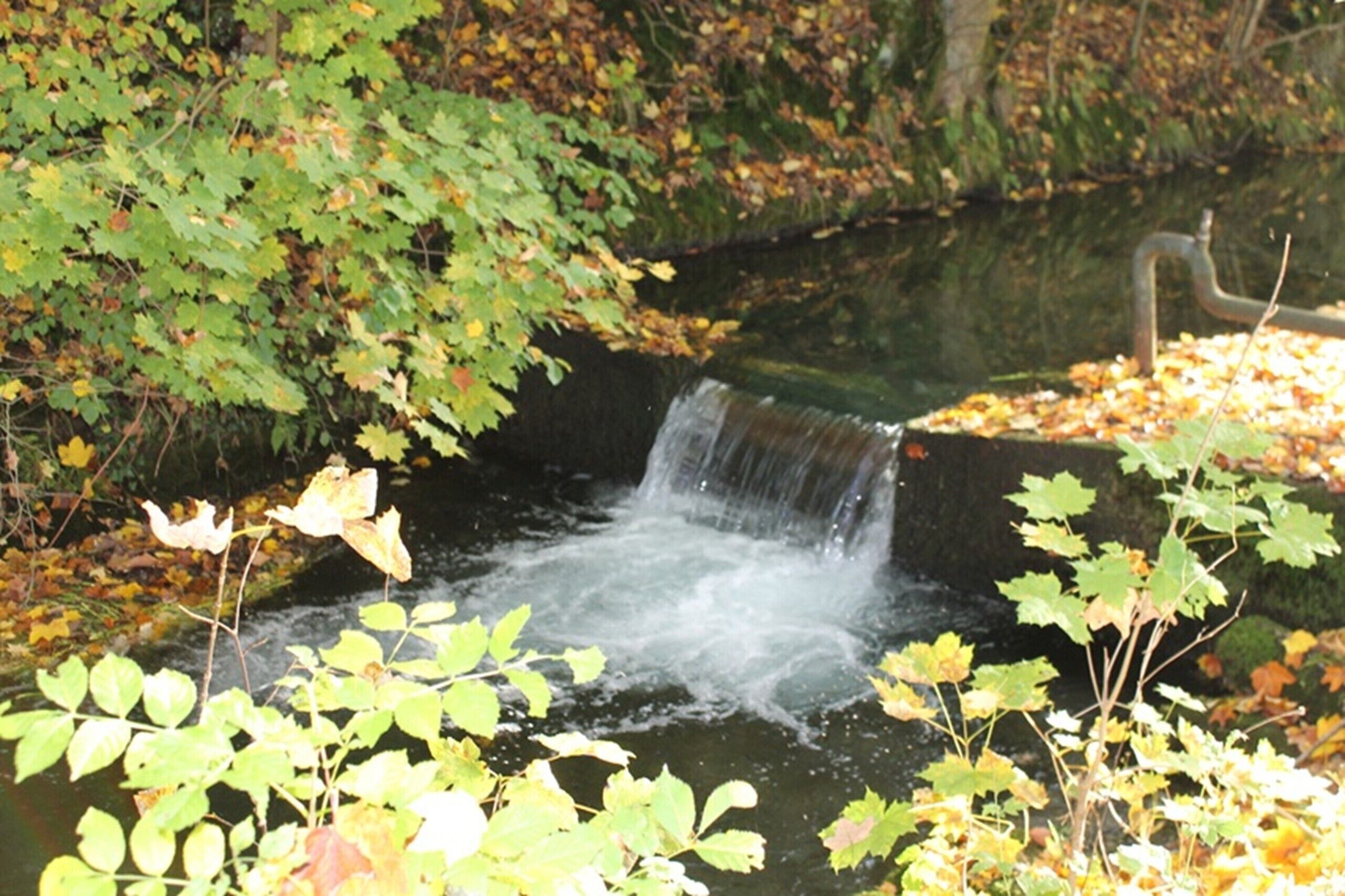 Ein kleiner Wasserfall in bewaldeter Landschaft mit dichtem Grün.