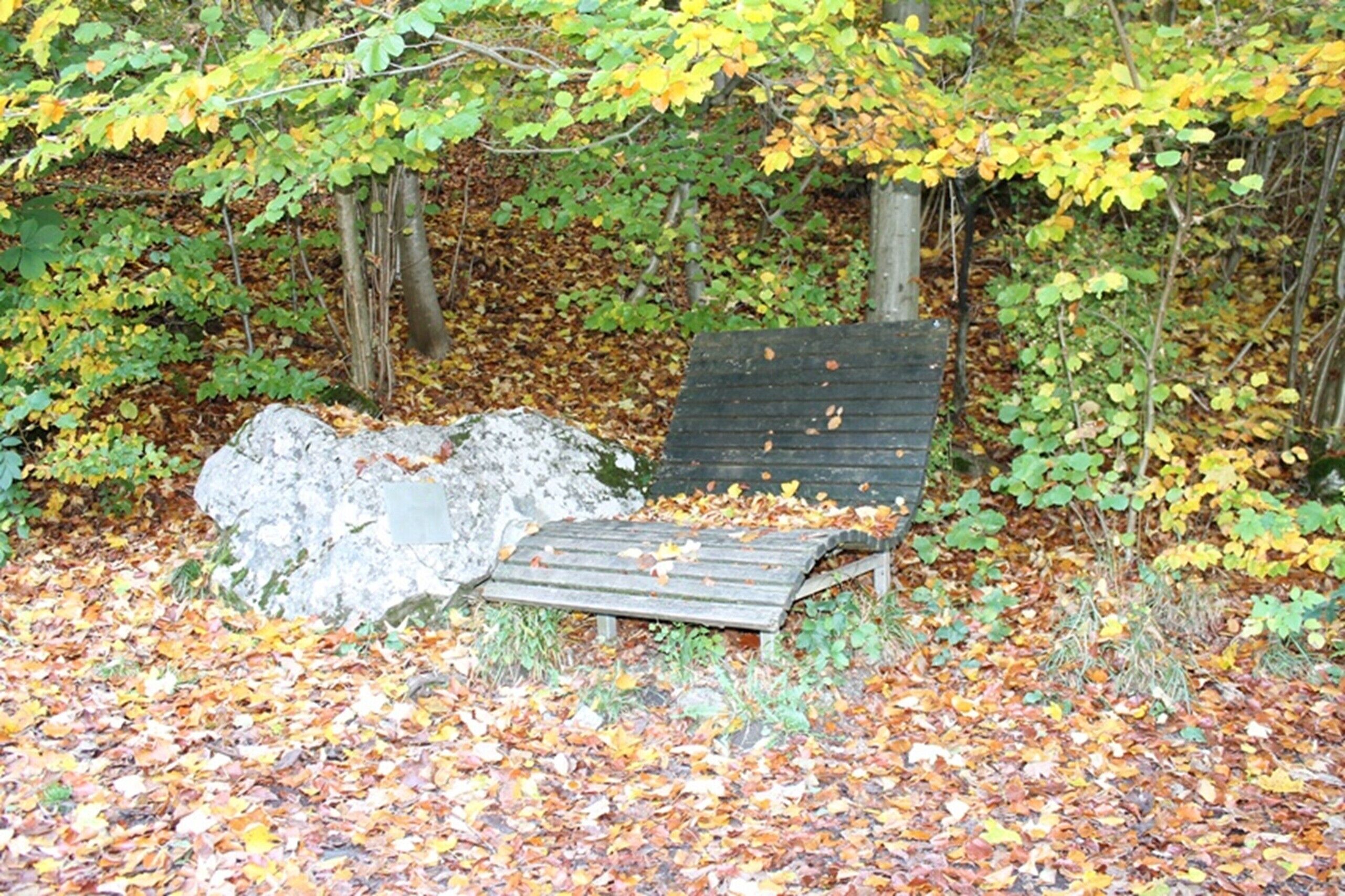 A bench in a wooded area with fallen leaves.
