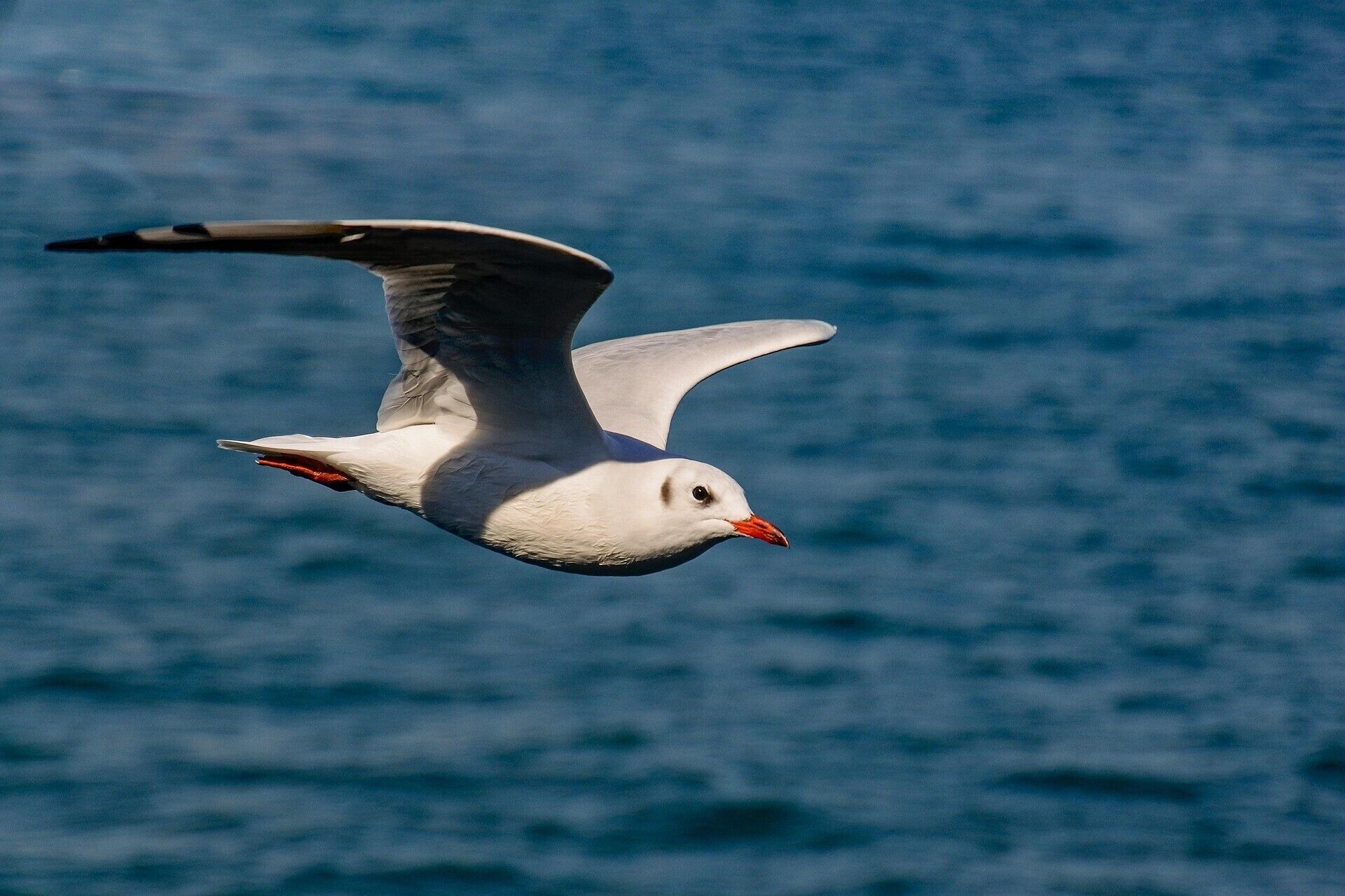 Une mouette en vol au-dessus d’une étendue d’eau.